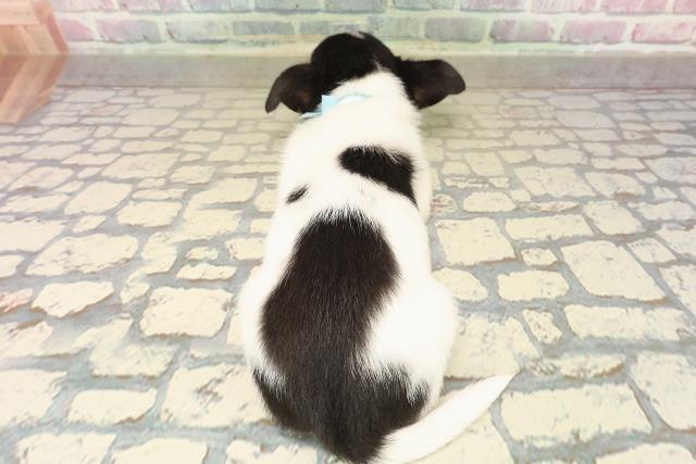 三重県のチワワ(スムース) (Coo&RIKU津高茶屋店/2025年10月8日生まれ/男の子/ホワイトブラックタン)の子犬の4枚目の画像