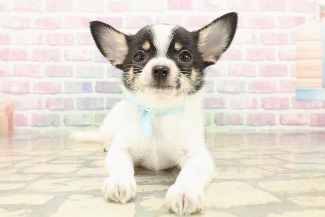 愛知県のチワワ(スムース) (Coo&RIKU名古屋みなと店/2025年10月8日生まれ/男の子/ホワイトブラックタン)の子犬の1枚目の画像