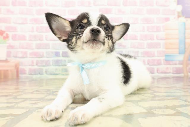 愛知県のチワワ(スムース) (Coo&RIKU名古屋みなと店/2025年10月8日生まれ/男の子/ホワイトブラックタン)の子犬の2枚目の画像
