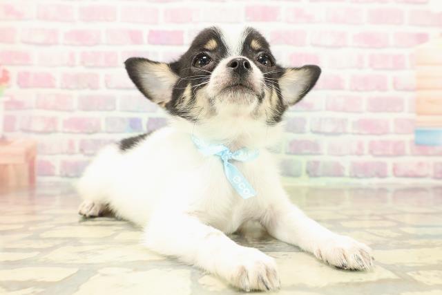 愛知県のチワワ(スムース) (Coo&RIKU名古屋みなと店/2025年10月8日生まれ/男の子/ホワイトブラックタン)の子犬の3枚目の画像