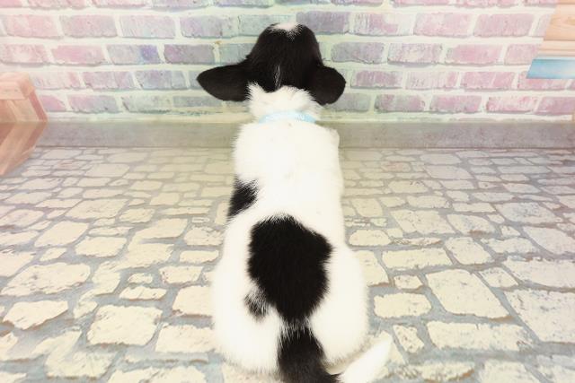 愛知県のチワワ(スムース) (Coo&RIKU名古屋みなと店/2025年10月8日生まれ/男の子/ホワイトブラックタン)の子犬の4枚目の画像