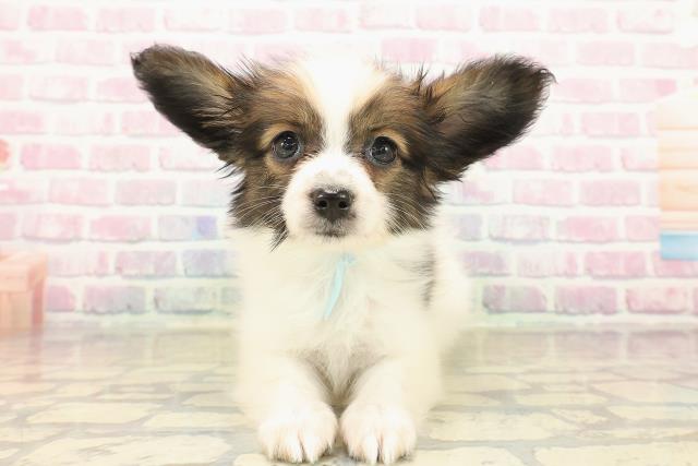 北海道のパピヨン (Coo&RIKU札幌東店/2025年10月12日生まれ/男の子/ホワイトブラウン)の子犬の1枚目の画像