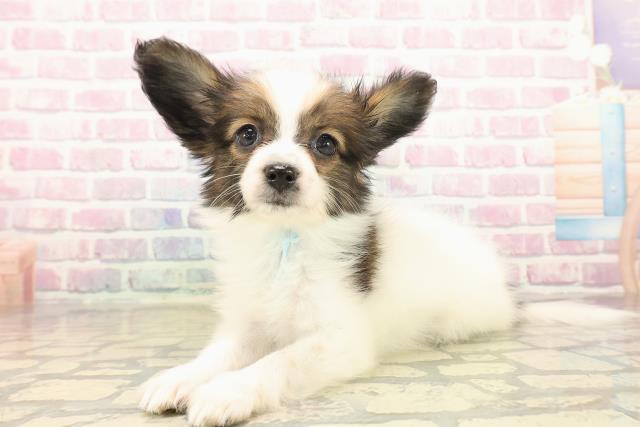 北海道のパピヨン (Coo&RIKU札幌東店/2025年10月12日生まれ/男の子/ホワイトブラウン)の子犬の2枚目の画像