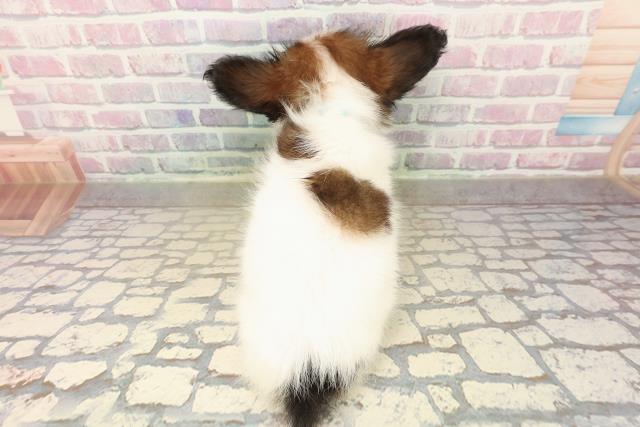 北海道のパピヨン (Coo&RIKU札幌東店/2025年10月12日生まれ/男の子/ホワイトブラウン)の子犬の4枚目の画像