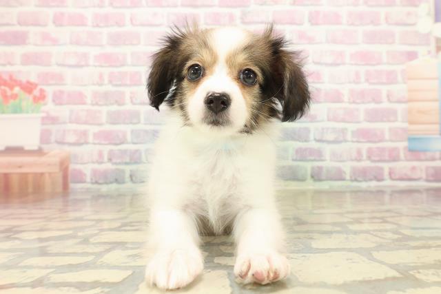 埼玉県のパピヨン (Coo&RIKU桶川店/2025年10月12日生まれ/男の子/ホワイトブラウン)の子犬の1枚目の画像