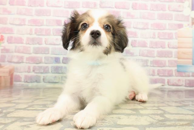 埼玉県のパピヨン (Coo&RIKU桶川店/2025年10月12日生まれ/男の子/ホワイトブラウン)の子犬の2枚目の画像