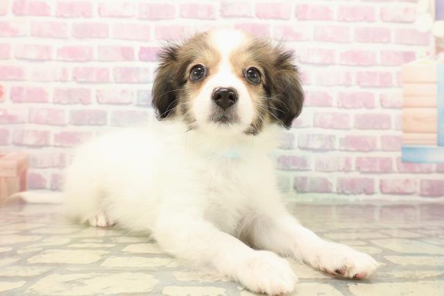 埼玉県のパピヨン (Coo&RIKU桶川店/2025年10月12日生まれ/男の子/ホワイトブラウン)の子犬の3枚目の画像