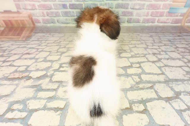 埼玉県のパピヨン (Coo&RIKU桶川店/2025年10月12日生まれ/男の子/ホワイトブラウン)の子犬の4枚目の画像