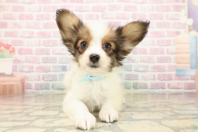 東京都のパピヨン (Coo&RIKU福生店/2025年10月12日生まれ/男の子/ホワイトブラウン)の子犬の1枚目の画像