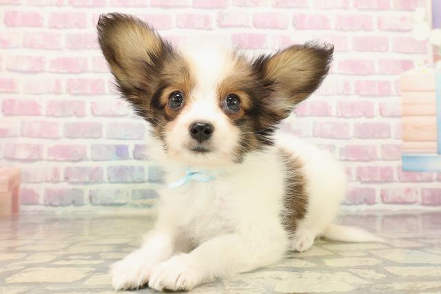 東京都のパピヨン (Coo&RIKU福生店/2025年10月12日生まれ/男の子/ホワイトブラウン)の子犬の2枚目の画像