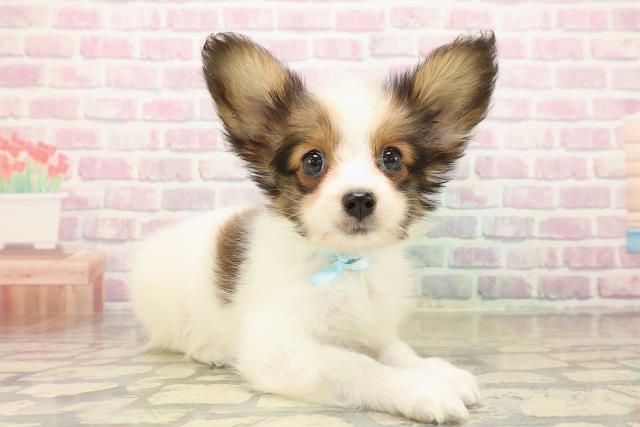 東京都のパピヨン (Coo&RIKU福生店/2025年10月12日生まれ/男の子/ホワイトブラウン)の子犬の3枚目の画像