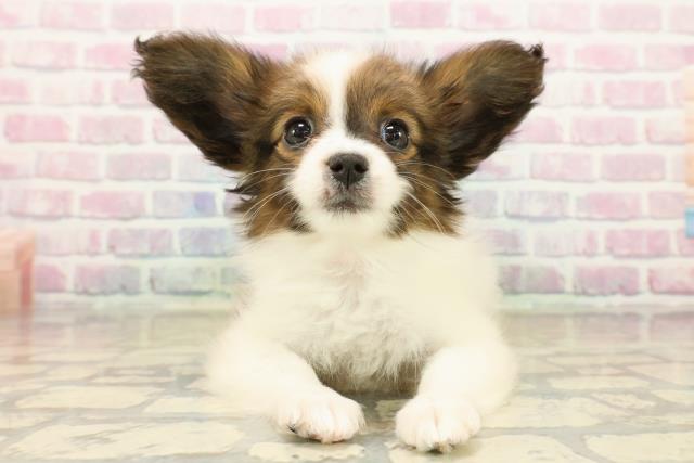 栃木県のパピヨン (Coo&RIKU足利店/2025年10月12日生まれ/女の子/ホワイトブラウン)の子犬の1枚目の画像