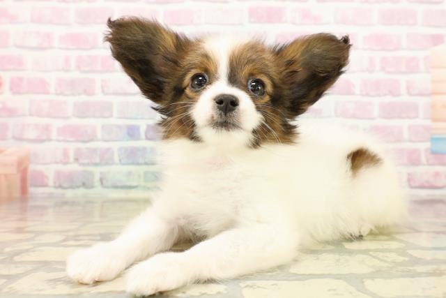 栃木県のパピヨン (Coo&RIKU足利店/2025年10月12日生まれ/女の子/ホワイトブラウン)の子犬の2枚目の画像