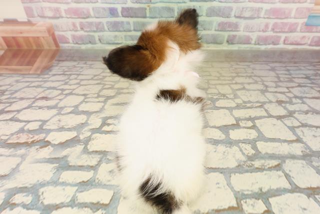 栃木県のパピヨン (Coo&RIKU足利店/2025年10月12日生まれ/女の子/ホワイトブラウン)の子犬の4枚目の画像