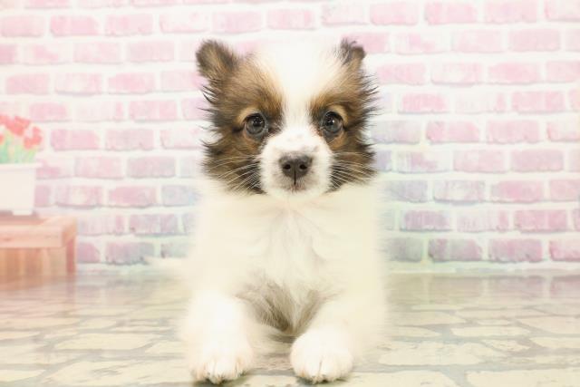 群馬県のパピヨン (Coo&RIKU高崎店/2025年10月12日生まれ/女の子/ホワイトブラウン)の子犬の1枚目の画像