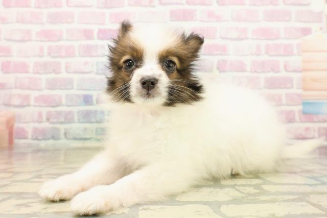 群馬県のパピヨン (Coo&RIKU高崎店/2025年10月12日生まれ/女の子/ホワイトブラウン)の子犬の2枚目の画像