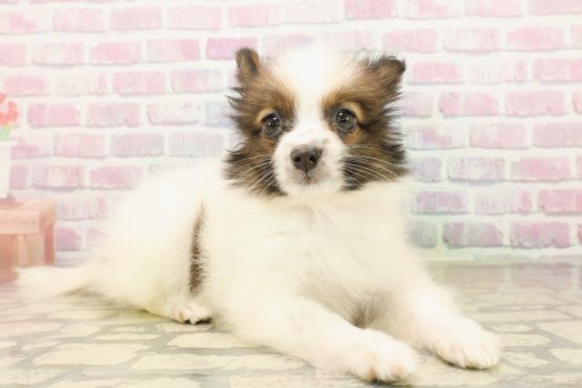 群馬県のパピヨン (Coo&RIKU高崎店/2025年10月12日生まれ/女の子/ホワイトブラウン)の子犬の3枚目の画像