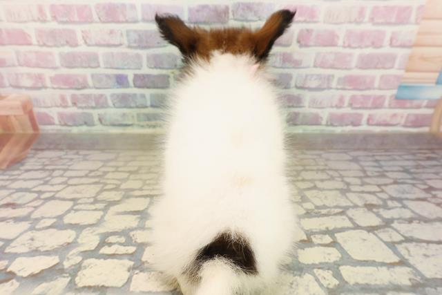 群馬県のパピヨン (Coo&RIKU高崎店/2025年10月12日生まれ/女の子/ホワイトブラウン)の子犬の4枚目の画像