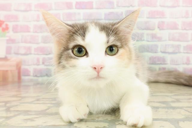 群馬県のノルウェージャンフォレストキャット (Coo&RIKU藤岡店/2025年8月7日生まれ/女の子/キャリコ)の子猫の1枚目の画像