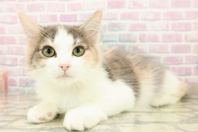 群馬県のノルウェージャンフォレストキャット (Coo&RIKU藤岡店/2025年8月7日生まれ/女の子/キャリコ)の子猫の2枚目の画像