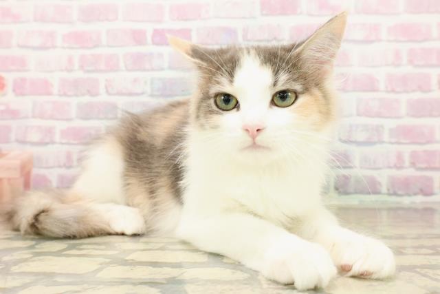 群馬県のノルウェージャンフォレストキャット (Coo&RIKU藤岡店/2025年8月7日生まれ/女の子/キャリコ)の子猫の3枚目の画像