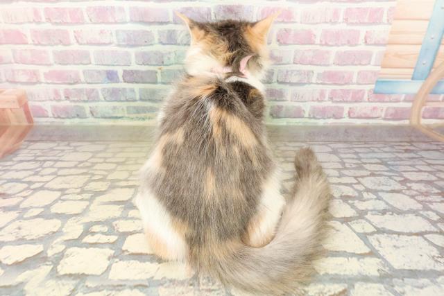 群馬県のノルウェージャンフォレストキャット (Coo&RIKU藤岡店/2025年8月7日生まれ/女の子/キャリコ)の子猫の4枚目の画像