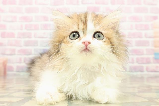 三重県のミヌエット (Coo&RIKU津高茶屋店/2025年10月8日生まれ/女の子/ブラウンタビーホワイト)の子猫の1枚目の画像