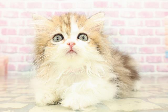 三重県のミヌエット (Coo&RIKU津高茶屋店/2025年10月8日生まれ/女の子/ブラウンタビーホワイト)の子猫の2枚目の画像