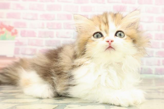 三重県のミヌエット (Coo&RIKU津高茶屋店/2025年10月8日生まれ/女の子/ブラウンタビーホワイト)の子猫の3枚目の画像