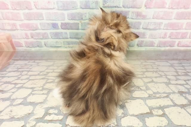 三重県のミヌエット (Coo&RIKU津高茶屋店/2025年10月8日生まれ/女の子/ブラウンタビーホワイト)の子猫の4枚目の画像