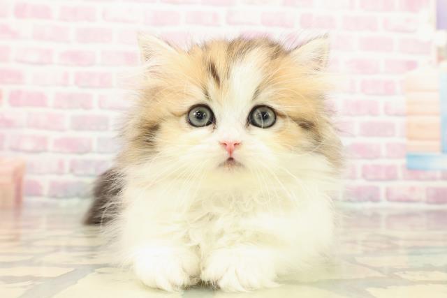 愛知県のミヌエット (Coo&RIKU名古屋中川店/2025年10月8日生まれ/女の子/ブラウンタビーホワイト)の子猫の1枚目の画像