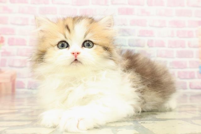 愛知県のミヌエット (Coo&RIKU名古屋中川店/2025年10月8日生まれ/女の子/ブラウンタビーホワイト)の子猫の2枚目の画像