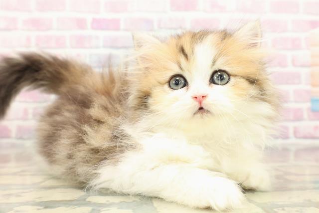 愛知県のミヌエット (Coo&RIKU名古屋中川店/2025年10月8日生まれ/女の子/ブラウンタビーホワイト)の子猫の3枚目の画像