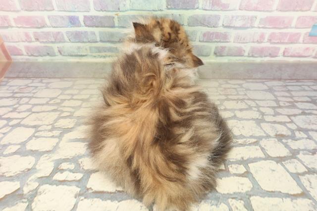 愛知県のミヌエット (Coo&RIKU名古屋中川店/2025年10月8日生まれ/女の子/ブラウンタビーホワイト)の子猫の4枚目の画像