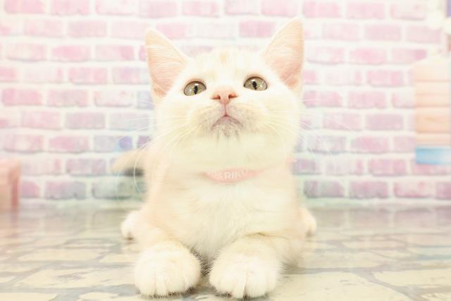 アメリカンショートヘアー