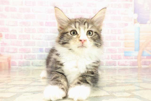 宮城県のメインクーン (Coo&RIKU石巻店/2025年10月8日生まれ/男の子/ブラウンタビーホワイト)の子猫の1枚目の画像