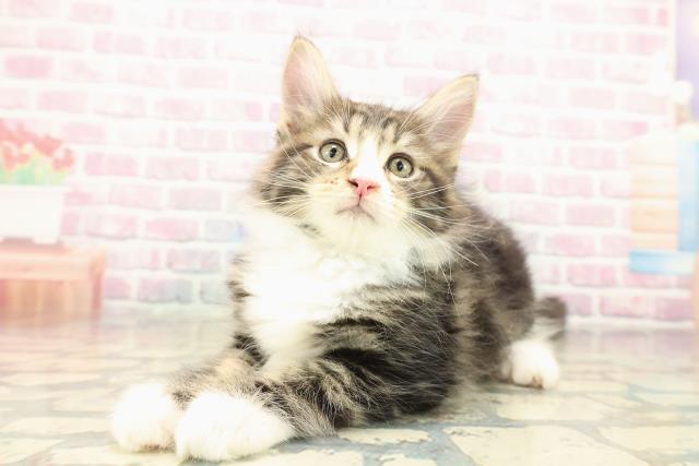 宮城県のメインクーン (Coo&RIKU石巻店/2025年10月8日生まれ/男の子/ブラウンタビーホワイト)の子猫の2枚目の画像