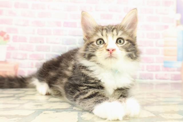 宮城県のメインクーン (Coo&RIKU石巻店/2025年10月8日生まれ/男の子/ブラウンタビーホワイト)の子猫の3枚目の画像