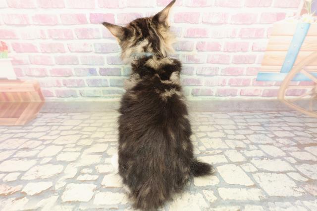 宮城県のメインクーン (Coo&RIKU石巻店/2025年10月8日生まれ/男の子/ブラウンタビーホワイト)の子猫の4枚目の画像