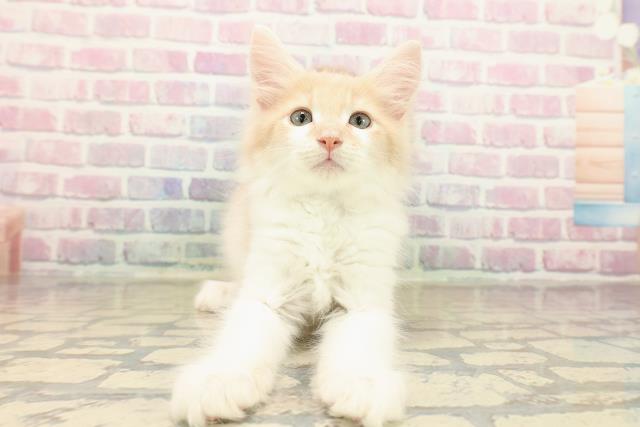 山形県のメインクーン (Coo&RIKU山形店/2025年10月8日生まれ/男の子/クリームホワイト)の子猫の1枚目の画像