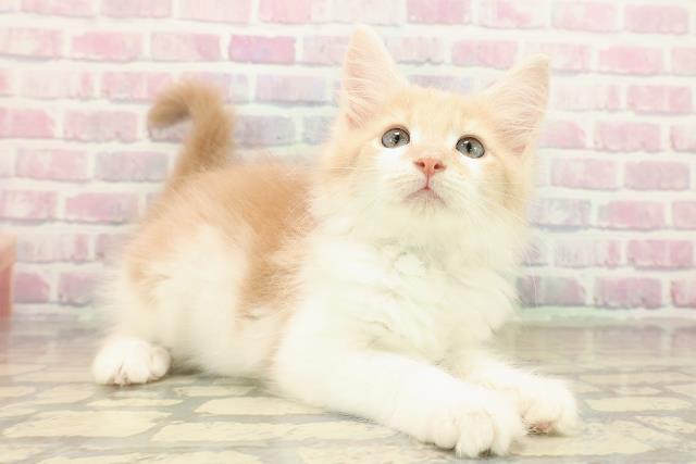 山形県のメインクーン (Coo&RIKU山形店/2025年10月8日生まれ/男の子/クリームホワイト)の子猫の3枚目の画像