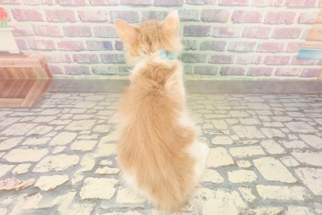 山形県のメインクーン (Coo&RIKU山形店/2025年10月8日生まれ/男の子/クリームホワイト)の子猫の4枚目の画像