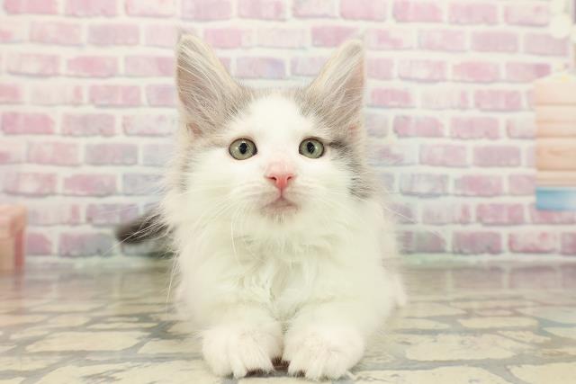 福島県のメインクーン (Coo&RIKU郡山店/2025年10月8日生まれ/男の子/ブルーホワイト)の子猫の1枚目の画像