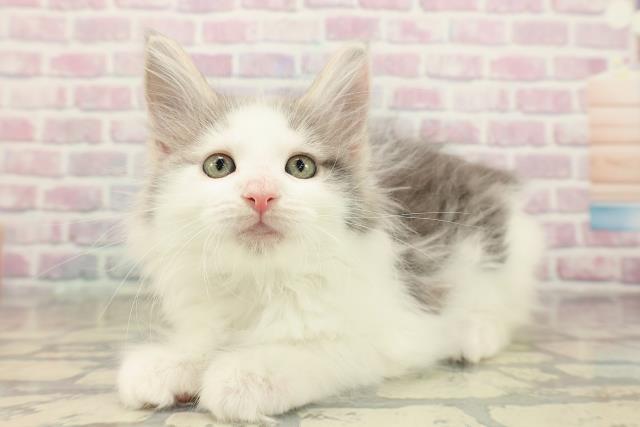 福島県のメインクーン (Coo&RIKU郡山店/2025年10月8日生まれ/男の子/ブルーホワイト)の子猫の2枚目の画像