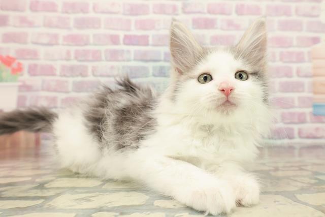 福島県のメインクーン (Coo&RIKU郡山店/2025年10月8日生まれ/男の子/ブルーホワイト)の子猫の3枚目の画像