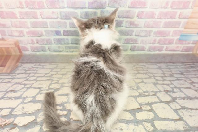 福島県のメインクーン (Coo&RIKU郡山店/2025年10月8日生まれ/男の子/ブルーホワイト)の子猫の4枚目の画像