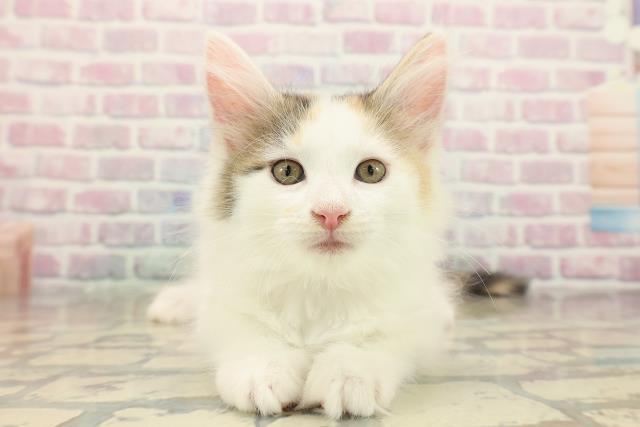 福島県のメインクーン (Coo&RIKU会津若松店/2025年10月8日生まれ/女の子/キャリコ)の子猫の1枚目の画像