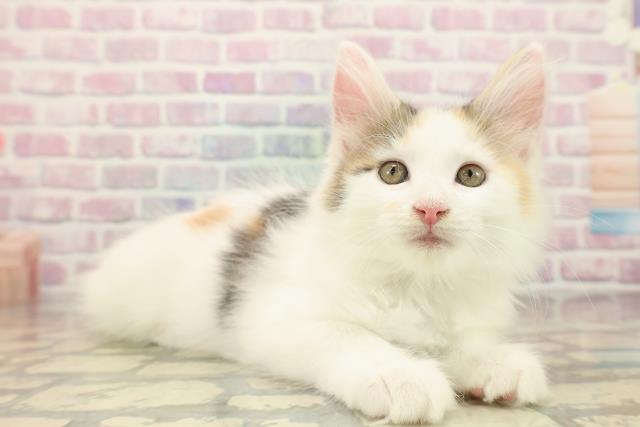 福島県のメインクーン (Coo&RIKU会津若松店/2025年10月8日生まれ/女の子/キャリコ)の子猫の3枚目の画像