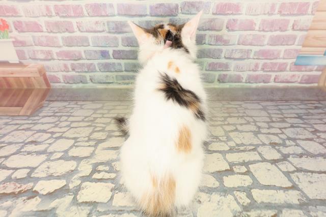 福島県のメインクーン (Coo&RIKU会津若松店/2025年10月8日生まれ/女の子/キャリコ)の子猫の4枚目の画像