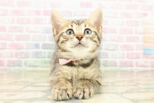 埼玉県のジェネッタ (Coo&RIKU草加バイパス店/2025年10月10日生まれ/女の子/ブラウンスポットタビー)の子猫の1枚目の画像